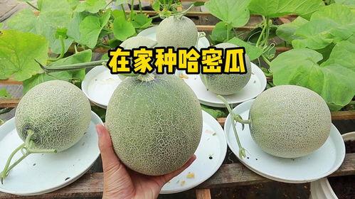 哈密瓜影视